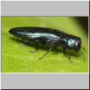 Anthaxia sp - Prachtkaefer 01 6mm.jpg